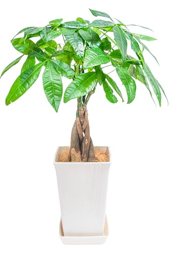 [ miipas ] ѥ 5ȭ տʪ ʪ ͤ Ԥ߹ ڡ 鿴ԤǤ   ե   䤹 5極