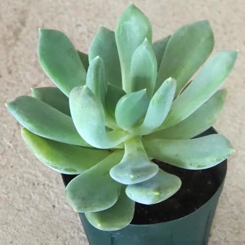 ITANSE ٥ꥢ ֥롼 2.5ȭʼ٤¿ʪ/1ǡݤߤΤեब̥ŪʼǤդ;˿ӡΩ...