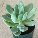 ITANSE エケベリア アズールブルー 2.5号鉢【品種で選べる多肉植物/1個売り】肉厚で、丸みのあるフォルムが魅力的な品種です。肉厚の葉は放射状に伸び、立体...