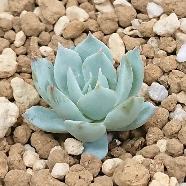 ¿ʪ ٥ꥢ° ֥롼С åȶ˾ 7.5cmݥåȤǻ