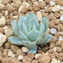 多肉植物 エケベリア属 ブルーバード カット極小苗 7.5cmポットで撮影