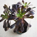 ITANSE 多肉植物 黒法師2.5号 1個売り【品種で選べる多肉植物】ロゼット状に展開する、黒紫色の葉が綺麗。挿し木や葉挿しで増やせます。