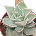 マディバ エケベリア属 カット小苗 多肉植物 多肉 寄せ植え 鉢植え 増やし方 苗 カット苗 観葉植物 多肉 葉挿し