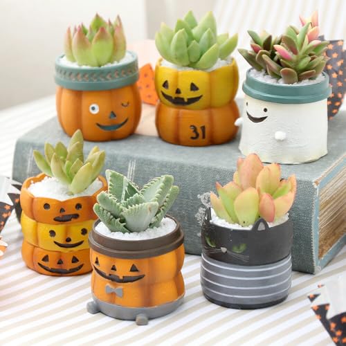 charmۡʴտʪ¿󤻿 ϥ ߥ˥ݥåȡ1ȭˡդ ̳ƻߵȯԲ