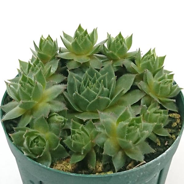 ブラウニー センペルビウム属 9cmポット 多肉植物 観葉植物 鉢植え 寄せ植え 室内装飾 飾り 雑貨 イン..