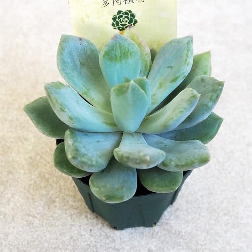 ITANSE ¿ʪ ޥå 2.5 1ʼ٤¿ʪ۳̾Echeveria 'Machete'/٥󥱥ʥ٥ꥢ° ȾѴ...