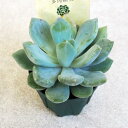 ITANSE 多肉植物 マシェット 2.5号 1個売り【品種で選べる多肉植物】学名:Echeveria 'Machete'/ベンケイソウ科エケベリア属 半耐寒性...