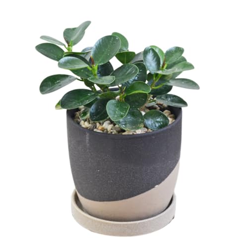 フラワーコーポレーション パンダガジュマル 多幸の木 ゴム 陶器鉢 4号 レヒーポット ざらざら ブラッ..