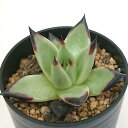 アガボイデス エボニー スーパークローン エケベリア属 カット小苗 多肉植物 多肉 寄せ植え 鉢植え 増やし方 苗 カット苗 観葉植物 多肉 葉挿し