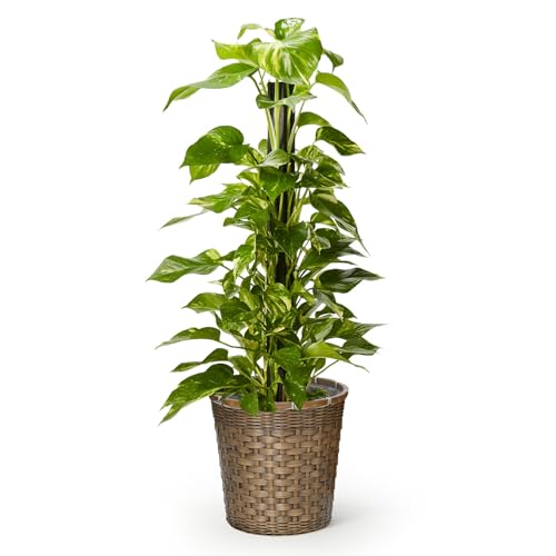 bloomee(ブルーミー) ポトス 観葉植物 (7号 編み込みバスケット 鉢カバー 付) 本物 大型 室内用 鉢 (金..