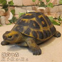 カメ 置物 Dタイプ リアルな亀の置物 爬虫類 縁起物 幸運 動物オブジェ ガーデンオーナメント 装飾 フィギュア モチーフ インテリア 玄関先 庭 雑貨