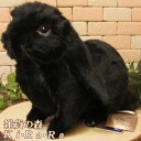 ウサギ 置物 リアルな うさぎのぬいぐるみ ロップイヤー ブラック ラビット バニー 干支 正月飾り 動物 アニマル オブジェ 雑貨 フィギュア モチーフ インテリア 玄関 癒し モフモフ もふもふ