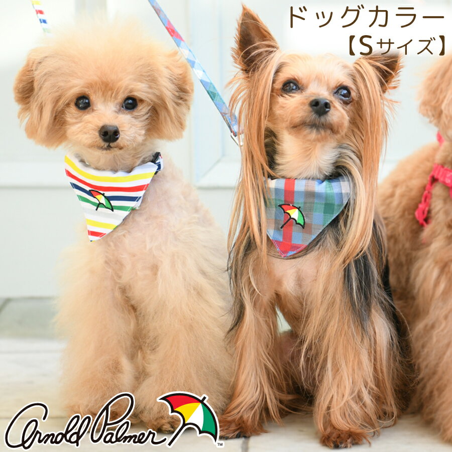 ARNOLD PALMER アーノルドパーマー スカーフ付きカラー Sサイズ | ペット用品 犬用品 犬具 首輪