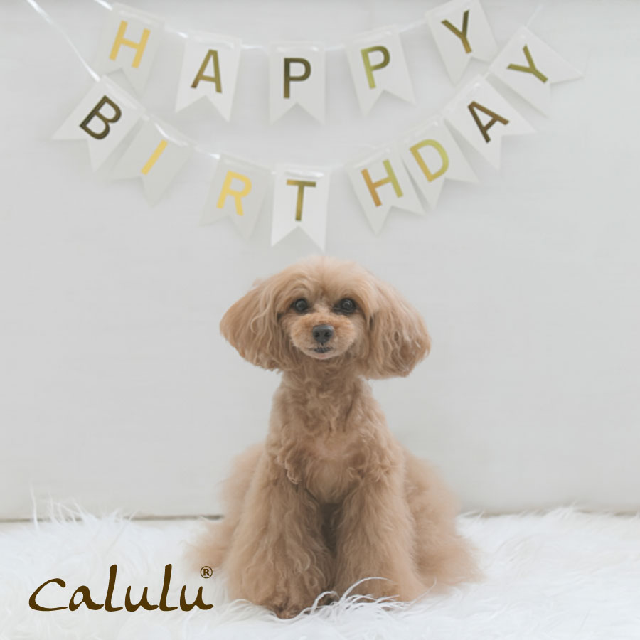 Calulu カルル パーティーガーランド ｜ ペット用品　犬 誕生日 グッズ 帽子 スタイ 誕生日 衣装 犬用..