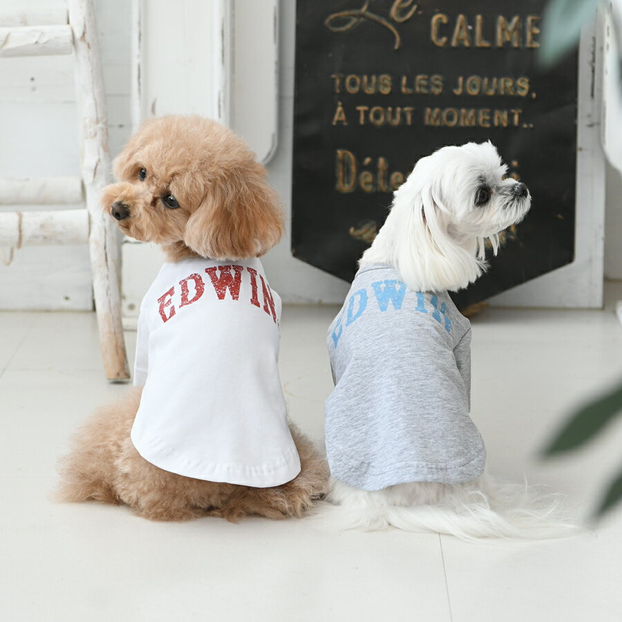 エドウイン Tシャツ メンズ EDWIN エドウイン ビッグロゴTシャツ | 犬服 トップス シャツ クール加工 虫除け 22s SALE