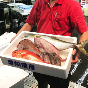 【最大250円クーポン】大阪市中央卸売市場直送　鮮魚セット魚 さかな セット 詰め合せ 鮮魚 贈答 ギフト