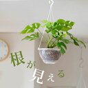 ハンギングプランター ( 透明 吊り鉢 ) 植木鉢 鉢 観葉植物 吊り下げ 植物 吊るす 吊り おしゃれ ハンギング プランター 植え替え 5号 6号 7号 ね...