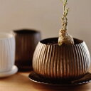 植木鉢 おしゃれ 陶器鉢 ラピスボウル(2色)< 10.5cm 3.5号 12.5cm 4号 穴あり 受け皿あり ツヤなし 白 ブロンズ ブラウン 浅鉢 平鉢 ...