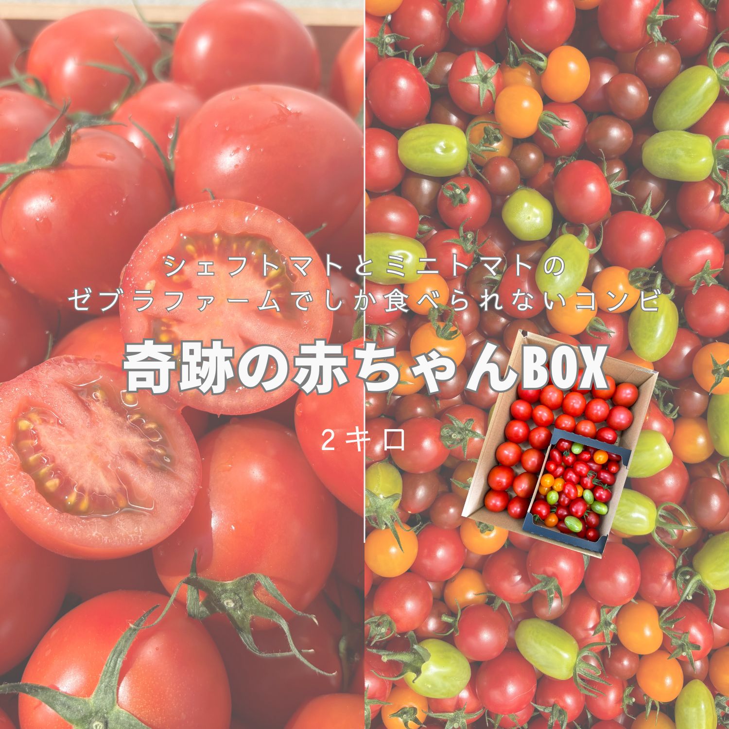 奇跡の赤ちゃんBOX(2kg箱) ミニトマト トマト カラフル 新鮮 健康 ギフト トマトソース トマトジュース プレセント リコピン