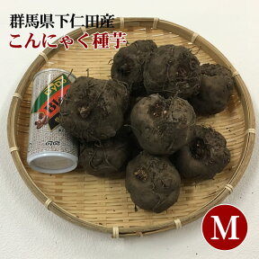 【産地直送】★栽培用★こんにゃく種芋[M][100個](Mサイズ)(こんにゃくいも・こんにゃく芋)【Z】