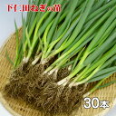 冷凍食品 Delcy 国産小口切り白ねぎ 100g ねぎ 冷凍野菜 冷凍 冷凍ねぎ 野菜 ネギ 葱 カット野菜 カット カット済 食材 食品 おかず お弁当 簡単 手軽 時短 便利 調理 付け合せ 美味しい 人気