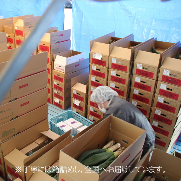 M〜2Lのコミコミで重宝！！　【送料無料】★当店の地元・群馬県下仁田町からお届け！本場の本物下仁田ネギ/お歳暮・贈答にも★下仁田ねぎ[NN-S][M～2Lコミコミ]【楽ギフ_のし】