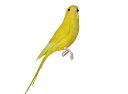 Budgie(Yellow) セキセイインコ イエロー PUEBCO Artificial Birdsプエブコ アーティフィシャルバード125077【あす楽対応_東海】