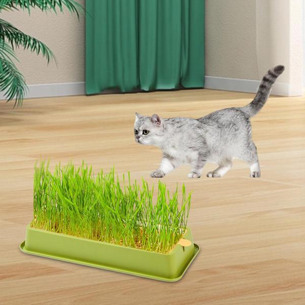 水耕栽培猫草ボックス種子スプラウタートレイ苗植え温室用グリーン