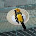 フランネル付きの小さな鳥かごの巣、ハッチングネスティングボックス、織り鳥の繁殖巣、鳥かごの巣オウムの巣ベッド、カナリア、バディ用