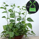 10 個の植物クライミングウォールクリップ支持ワイヤー固定植物クリップフック自己ペースト壁籐クランプ庭の屋外の装飾 , グリーン S
