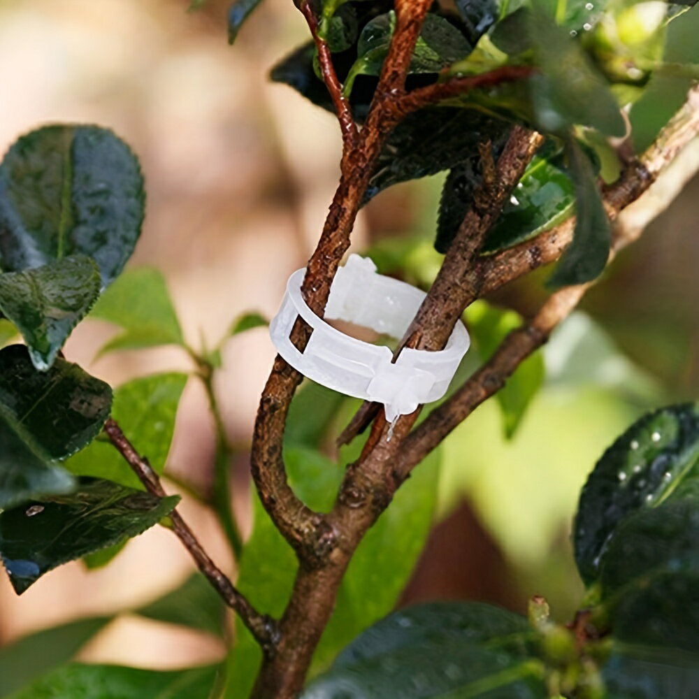 50個のプラスチック植物クリップサポート接続、再利用可能な保護接ぎ木固定ツール、野菜トマトのための..