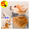 【マラソン中ポイント5倍】 【在庫限り】 小型犬用 ハーネス 簡単着脱 犬服兼用 一体型 GLITTER POOCH ブリテン パル リバーシブル おしゃれ マ...