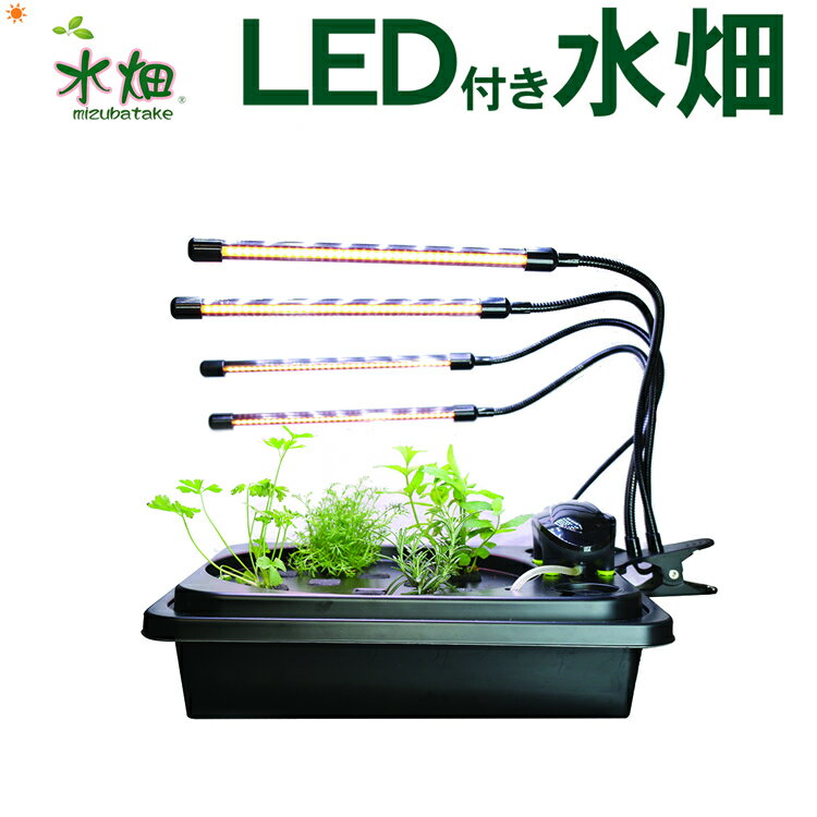 水耕栽培キット LED付き水畑 LEDタイプ 選択 白のLED4本または赤青のLED4本 水耕栽培 水栽培 家庭菜園 水耕栽培器 水畑 ハイドロカルチャー ベランダ スポンジ キット LED