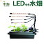 水耕栽培キット LED付き水畑 LEDタイプ 選択 白のLED4本または赤青のLED4本 水耕栽培 水栽培 家庭菜園 水耕栽培器 水畑 ハイドロカルチャー ベランダ スポンジ キット LED 6,480円