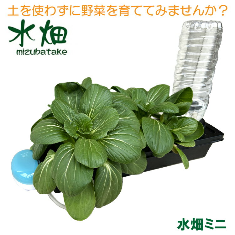 送料無料 水耕栽培キット水畑ミニ 水耕栽培 キット セット 水栽培 家庭菜園 容器のサムネイル
