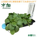 送料無料 水耕栽培キット水畑ミニ 水栽培 ケースのみ販売開始!家庭菜園 容器 スポンジ 初心者 ハイドロカルチャー ベランダ 容器 初心者 野菜作り 自家菜園 ...