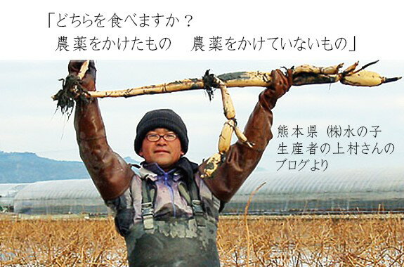 カプート サッコロッソ・リンフォルツァート / 25kg【 富澤商店 公式 】