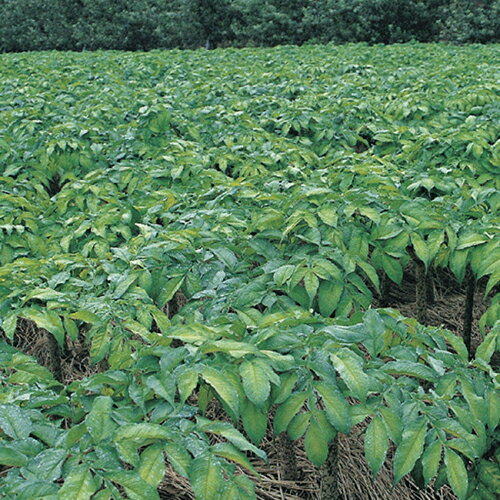 【お買い物マラソン！ポイント6倍！】こんにゃく 蒟蒻 コンニャク マルシマ 有機生芋蒟蒻(板)275g 3袋セット 送料無料