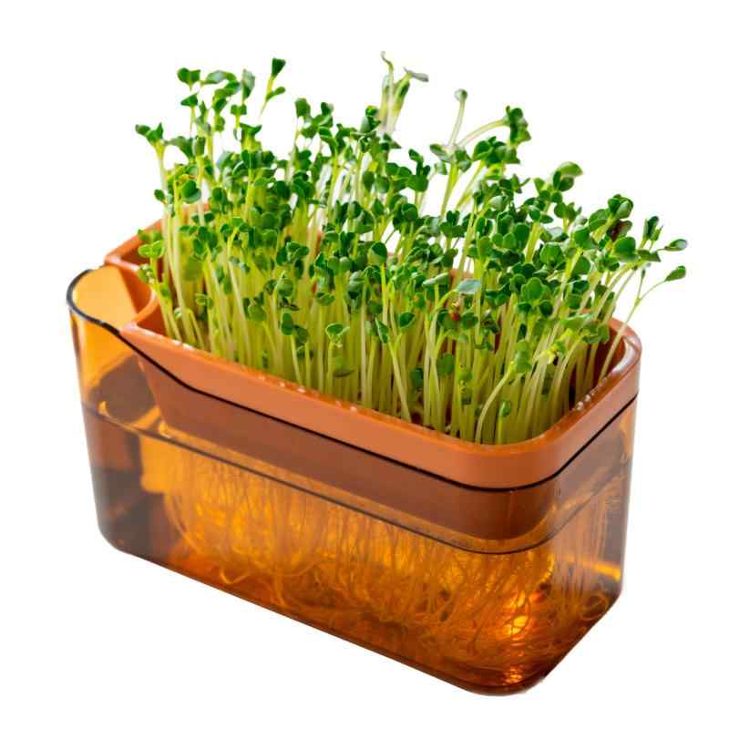 オカ(OKA) ベジマジ そだてる スプラウトポット ブラウン (ブロッコリー スプラウト 家庭菜園 豆苗再生栽培 水栽培 水耕栽培 プリス PLYS)のサムネイル