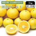 神奈川県 湘南ゴールド 1kg(12~15玉) JA全農かながわ 3月上旬発送開始 濃厚 甘い 香り ギフト 国産 フルーツ 果物 JA 果実 ご当地 季節限定 送料無料