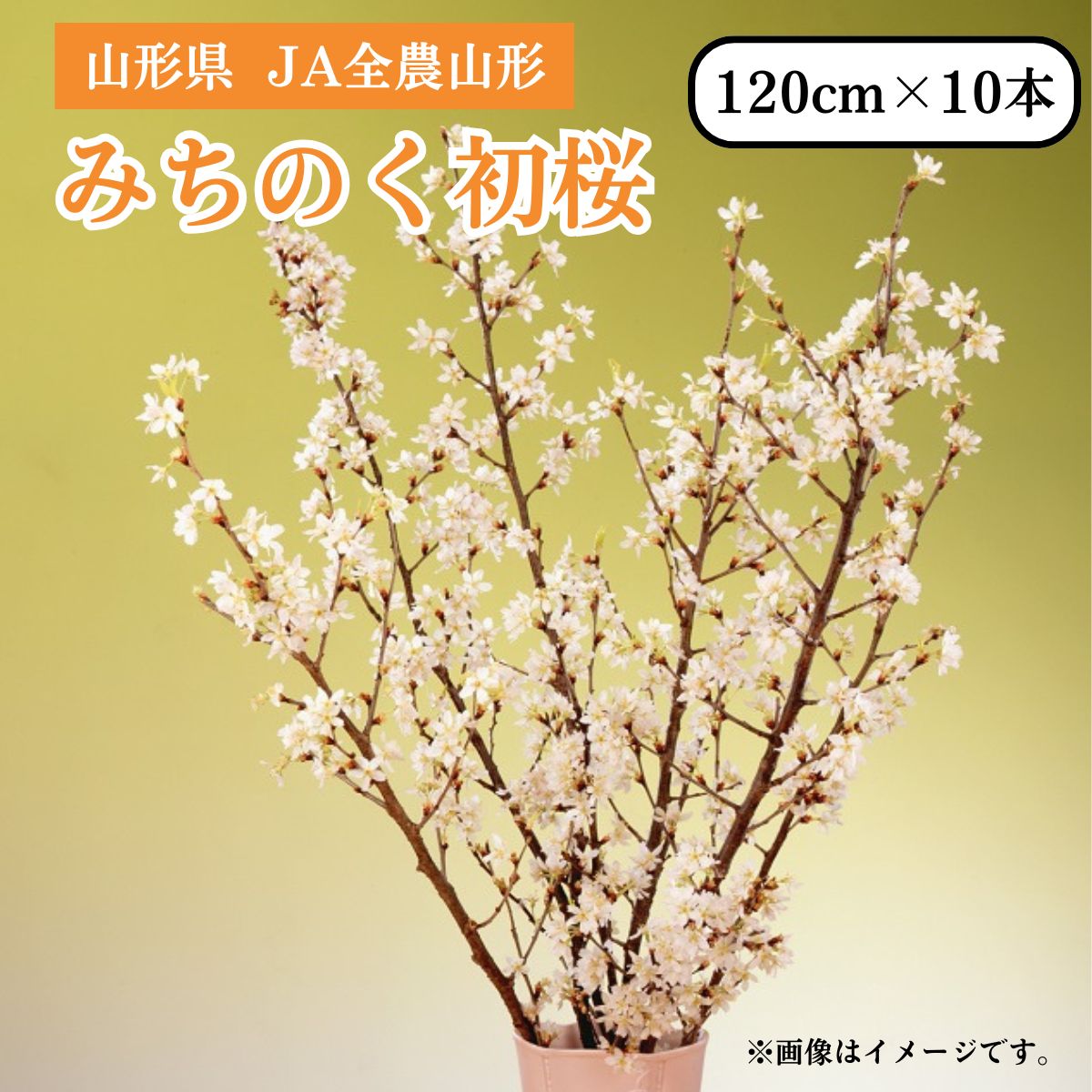 山形県 みちのく初桜（啓翁桜）120cm×10本 JA全農山形