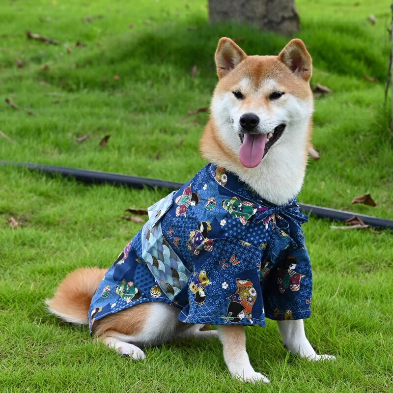 【クーポン配布中】◆中型犬用◆犬服 着物 袴 浴衣 ゆかた 和装 お祭り 夏祭り ブルー けまり 蹴鞠 和風 花火大会 帯風 艶やか トップス りぼん 春 夏 秋 冬 ドッグウェア 送料無料 ジーモアンドコー ペット用品 Ziimo&Co. ジーモアンドカンパニー 新入荷