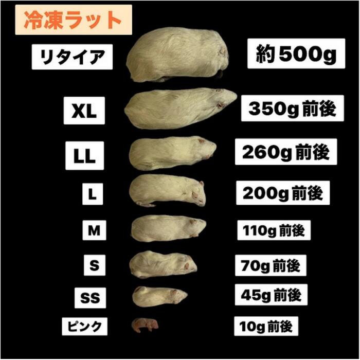 【国産】冷凍アダルトラット Mサイズ @100...の紹介画像2