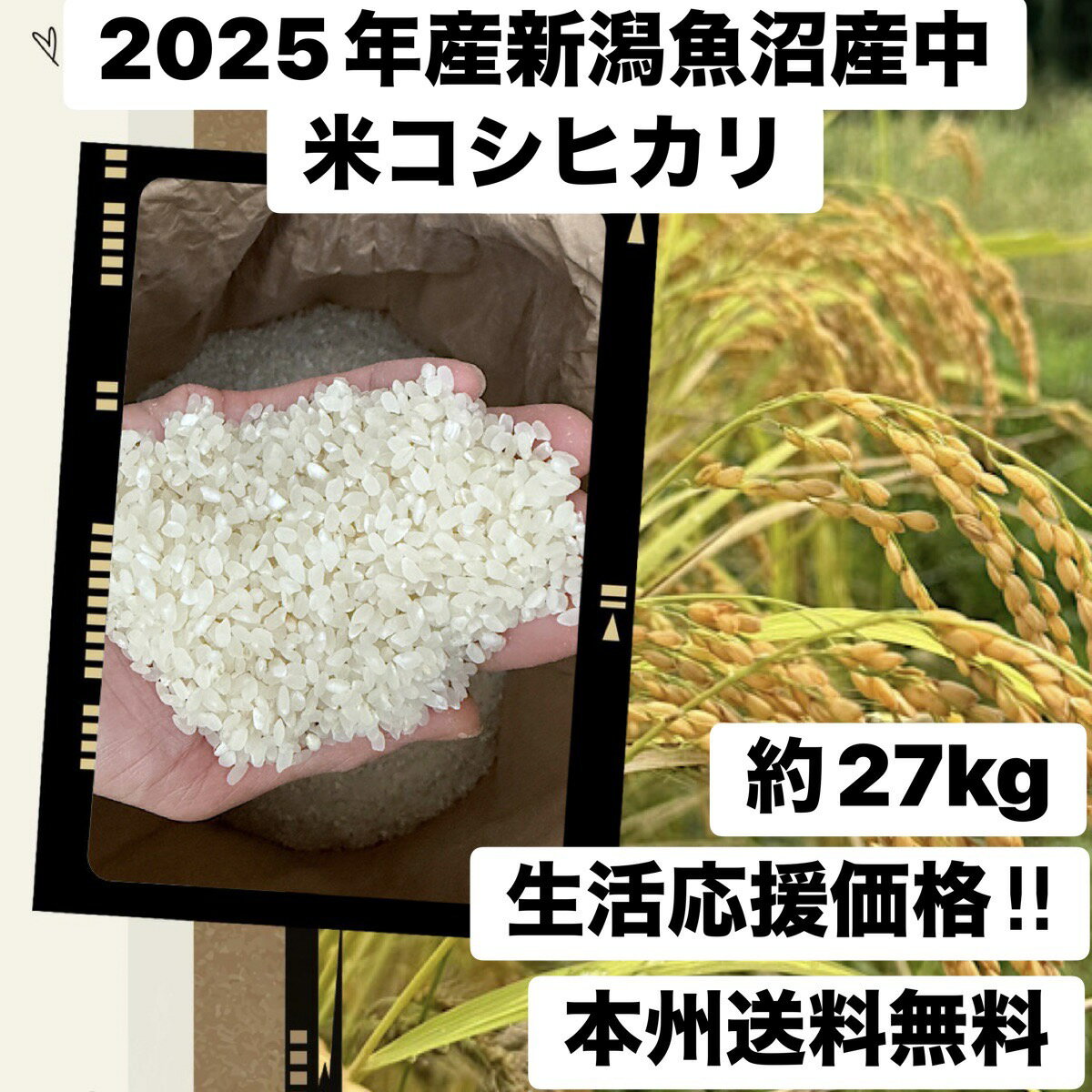 2025年度 新潟魚沼産コシヒカリ 中米 特級米と味変わらず 30kgの玄米を精米しました