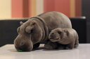 【ぬいぐるみ カバ 親子セット】かわいい どうぶつ 動物園 プレゼント 子供 ギフト インテリア 癒しグッズ ふわふわ ぬい撮り 誕生日 雑貨 高さ32cm おしゃれ おもちゃ こども 大人 赤ちゃんにも安心