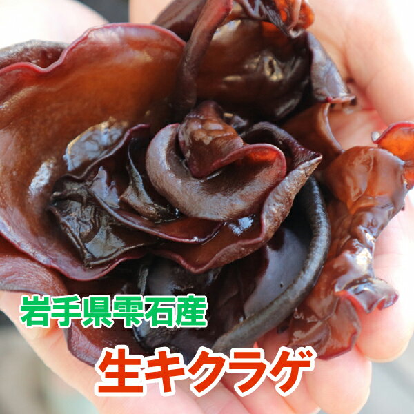 2025ǯ䳫ϡ饲 긩 Į 600g ̵̵  ݾ  ؤǤϤ  ڻ 餲