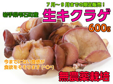 【2020年産おかげ様で完売いたしました】生キクラゲ 岩手県 雫石町 600g 【送料無料】無農薬 国産 菌床 栽培 クール便でお届け 岩手 お土産 きくらげ