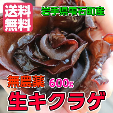 【2020年産おかげ様で完売いたしました】生キクラゲ 岩手県 雫石町 600g 【送料無料】無農薬 国産 菌床 栽培 クール便でお届け 岩手 お土産 きくらげ