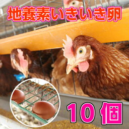 地養素 いきいきたまご10個入り 赤玉 M〜Lサイズ 【割れ防止紙パックケース】【美味しい 卵 岩手県産 新鮮】地養卵