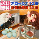 【アローカナ】青いたまご 幸せを呼ぶ【玉子】6個入り×2パック 【地養素 いきいきたまご】赤玉 M〜Lサイズ 10個入り×2パック の食べ比..